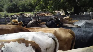 Las tensas esperas del agro uruguayo