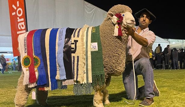 Gran Campeón del Mundo en la raza, un Corriedale de La Lucha.