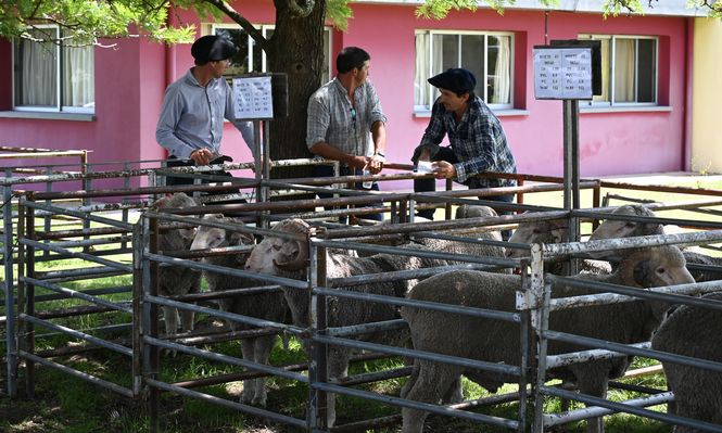Carneros Merino Australiano fueron distribuidos a una amplia red de productores y entidades.