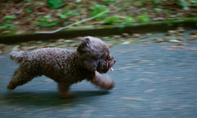 Seis patas corren mejor que dos