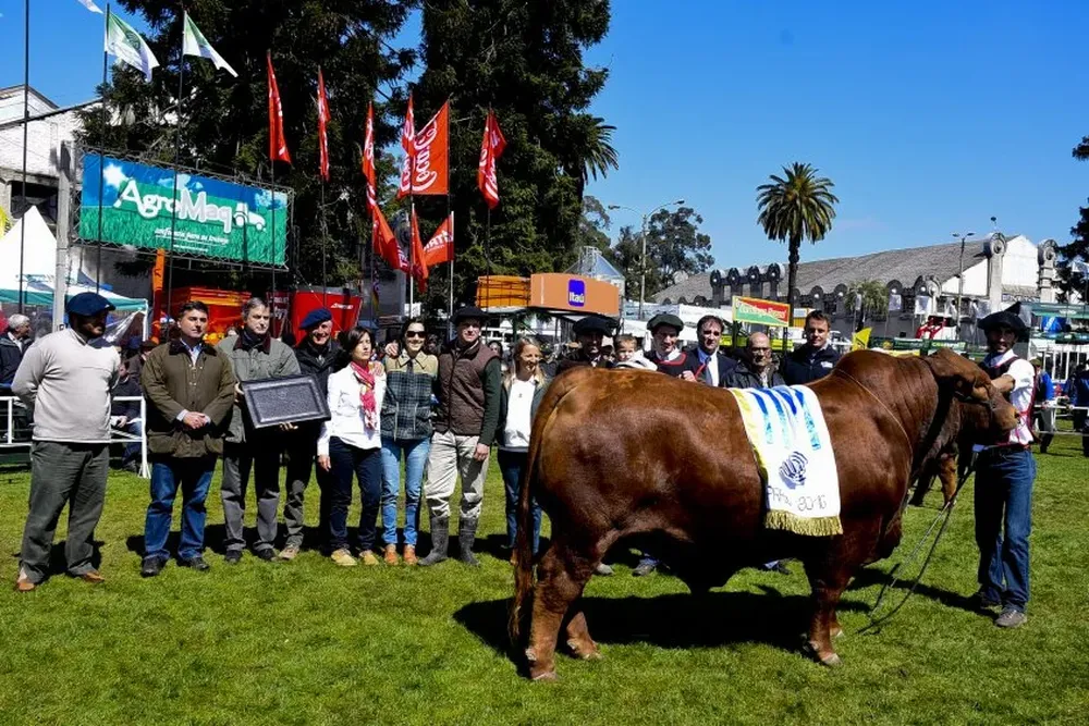 El Gran Campeón de El Coraje, un toro muy elogiado por el jurado argentino.