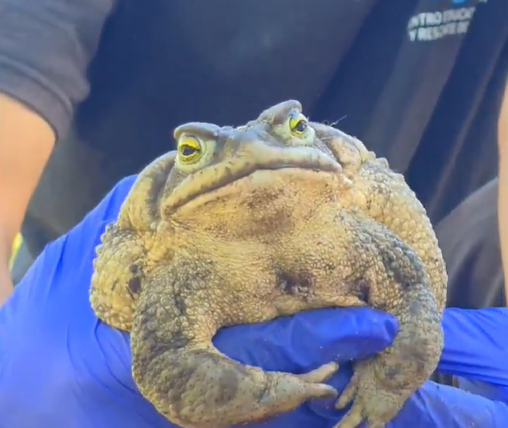 Sapo de la arena gigante