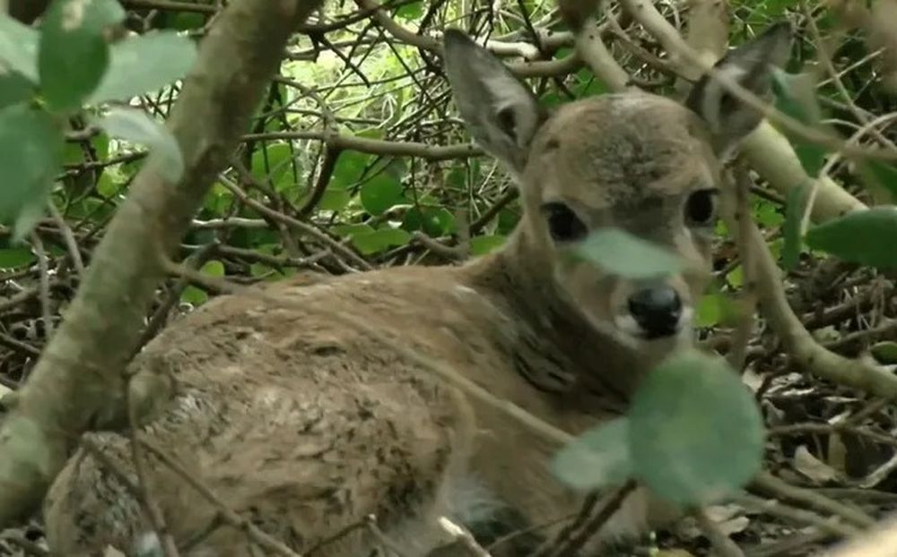 Venado de campo que nació por inseminación artificial y murió tras estrellarse con un alambrado