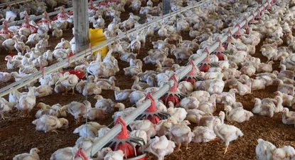 Los pollos eran de una granja avícola (foto archivo)