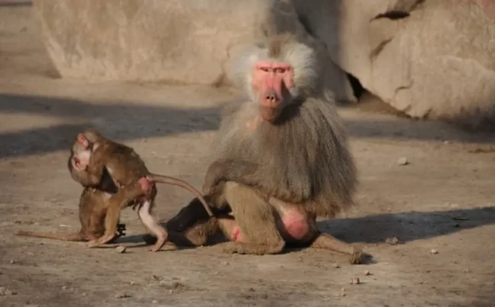Entre los monos del viejo mundo se encuentran los babuinos (foto) y los macacos.
