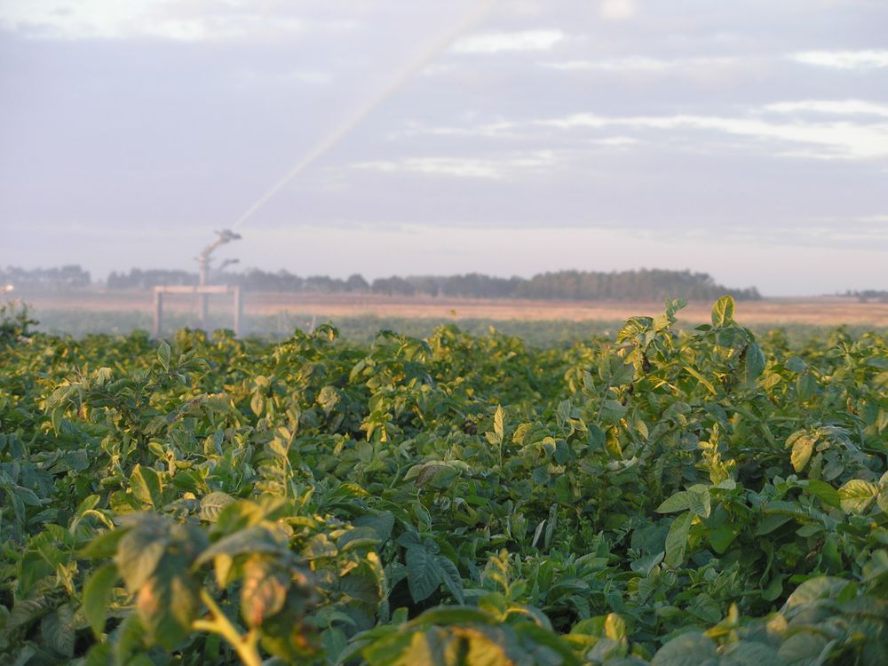 Proyecto Neptuno: producción de papa en la zona en la que se indicó se construirá el polder.