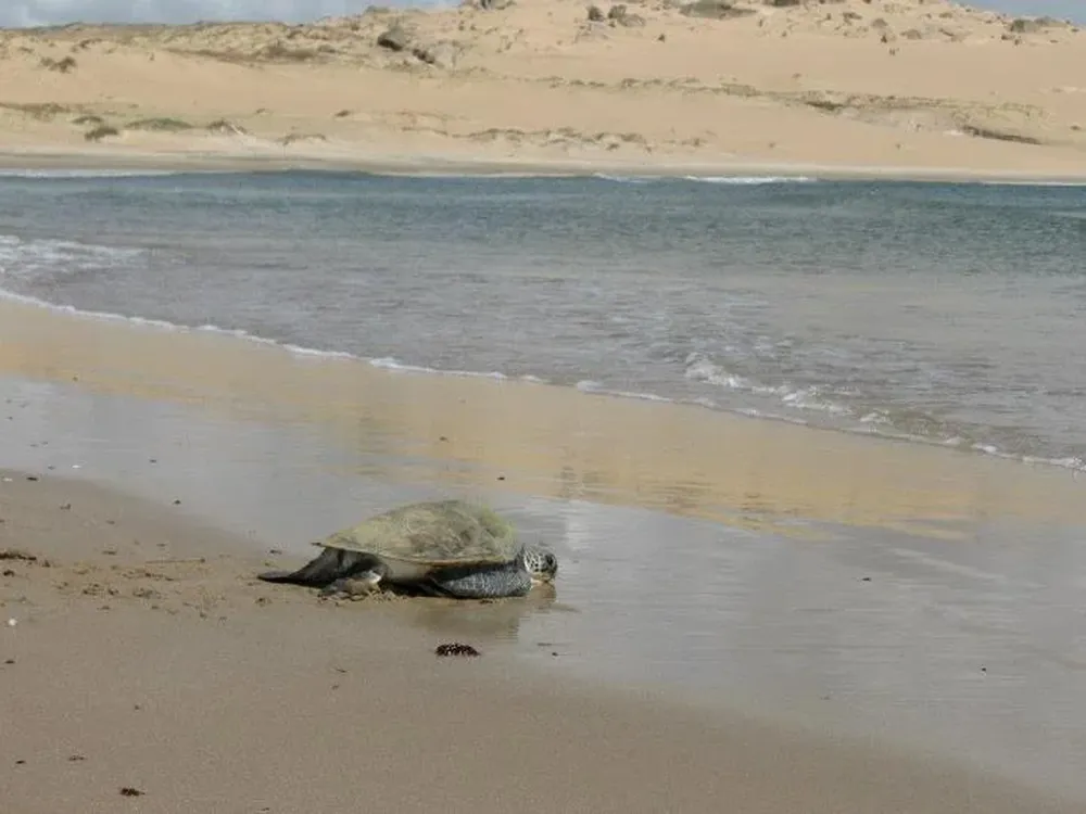 Una liberación anterior de tortugas por parte de Karumbé