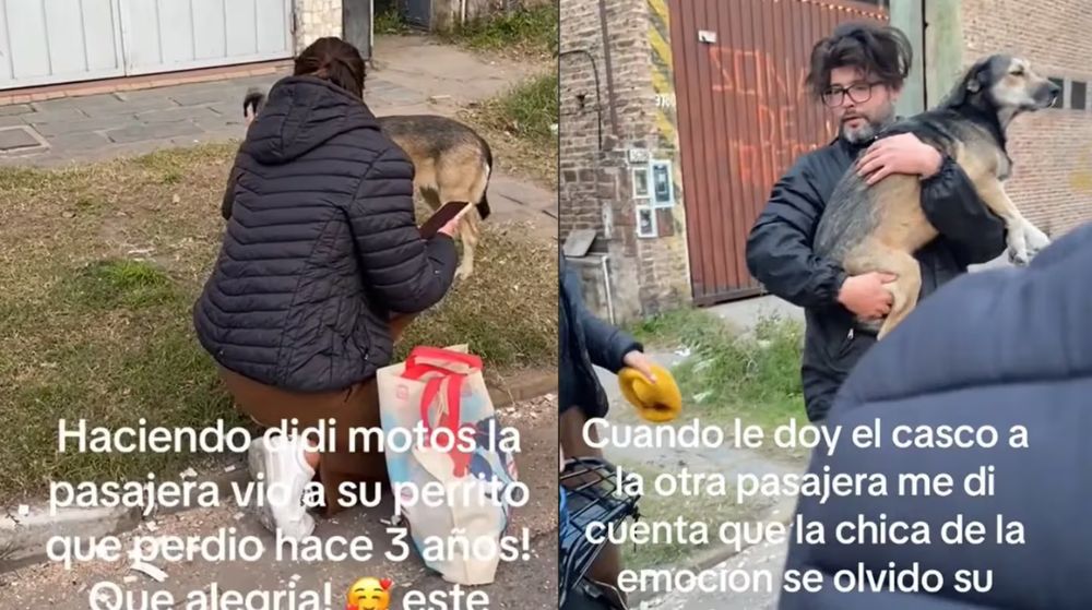 El momento en el que fue hallado el perro fue captado por el chofer de la moto.