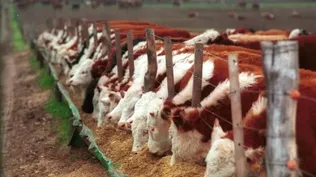 Alimentación a corral, uno de los atractivos para las empresas de alimentación animal