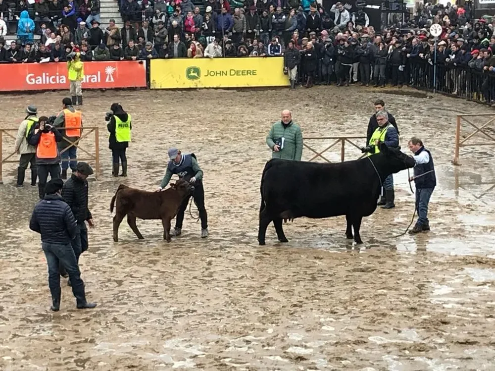 La Vaca Campeona con cría al píe de La Milagrosa y La Rubeta.