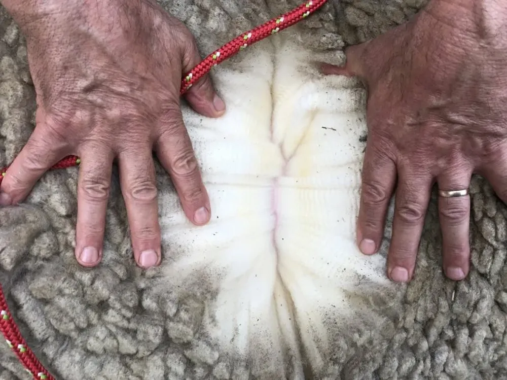 Mercado lanero: nuevas referencias en el mercado internacional y local.