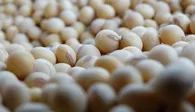Soja, el grano más producido en Uruguay.