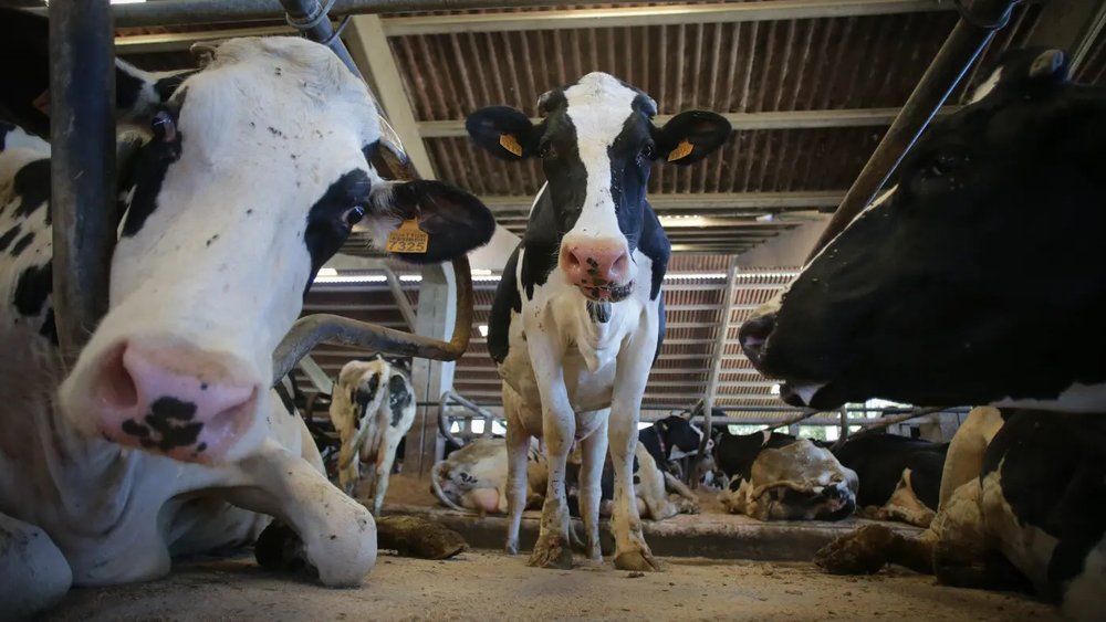 Se sospecha que no sería la primera vez que el hombre cometía este tipo de agresiones.