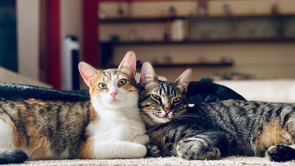 El hallazgo también podría ser beneficioso para los gatos.