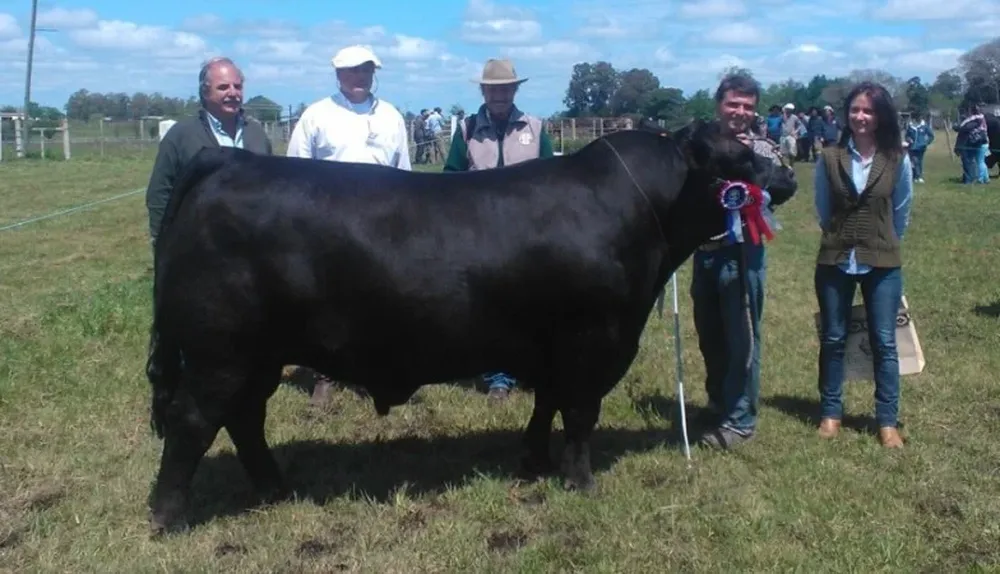 El Gran Campeón de la raza Aberdeen Angus fue de Bayucuá