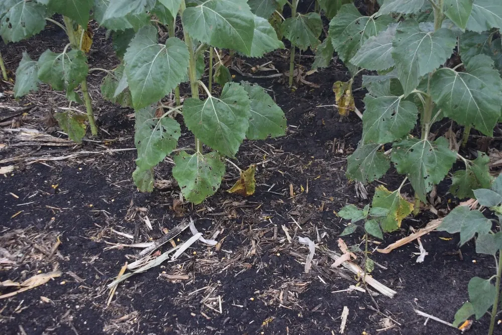 Sojas, en Uruguay, campaña 2023/2024.