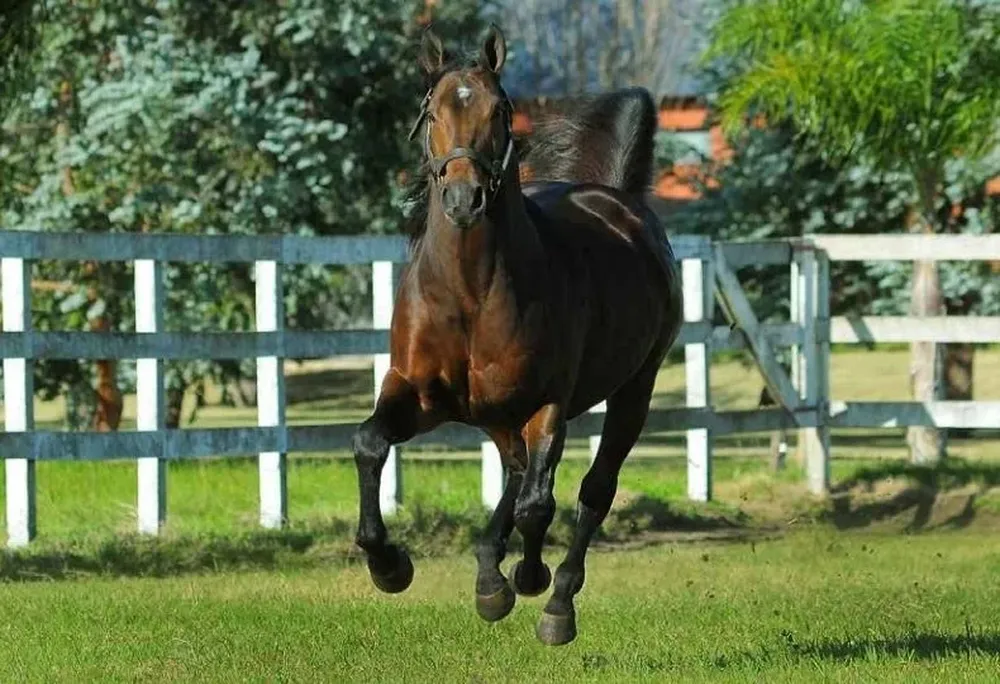 El club hípico Monte Nativo es un proyecto de Haras Cuatro Piedras.