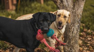 PACMA quiere más espacios para perros en las playas españolas