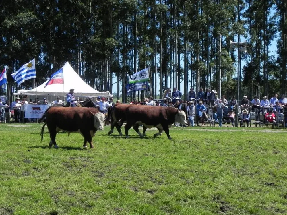 Las toradas de Melo en el foco de la atención ganadera
