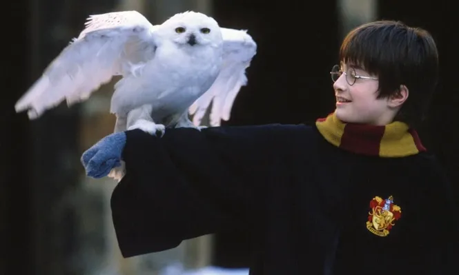 Duelo de streaming: las películas de Harry Potter se van de Netflix y llegan a HBO
