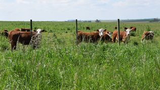 La Tribuna del Agro y un tema de alto valor: proteger a los pastizales en Uruguay.