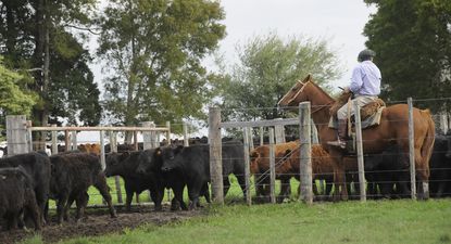 Acuerdo Mercosur-UE: el sector agropecuario es uno de los que se beneficiará con base en las nuevas condiciones para exportar.