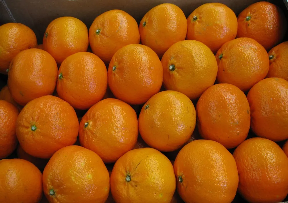 Es abundante la entrada de citrus al Modelo