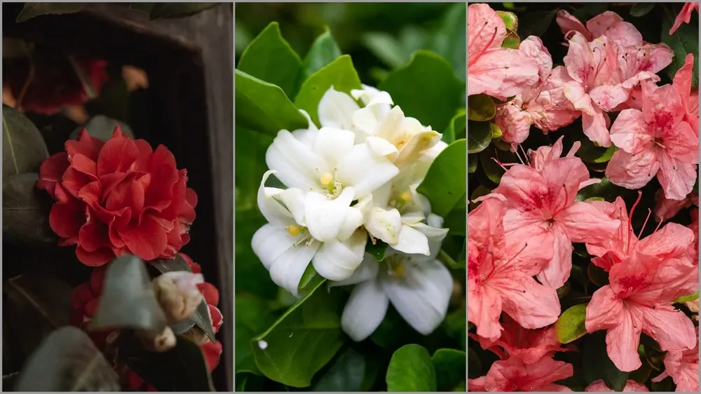 Geranio, jazmín y azaleas