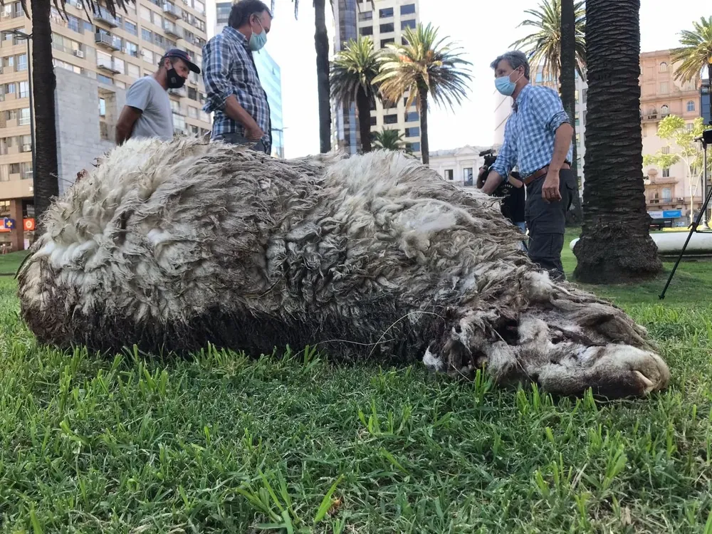 Productores protestaron frente a Torre Ejecutiva con ovejas muertasorre Ejecutiva