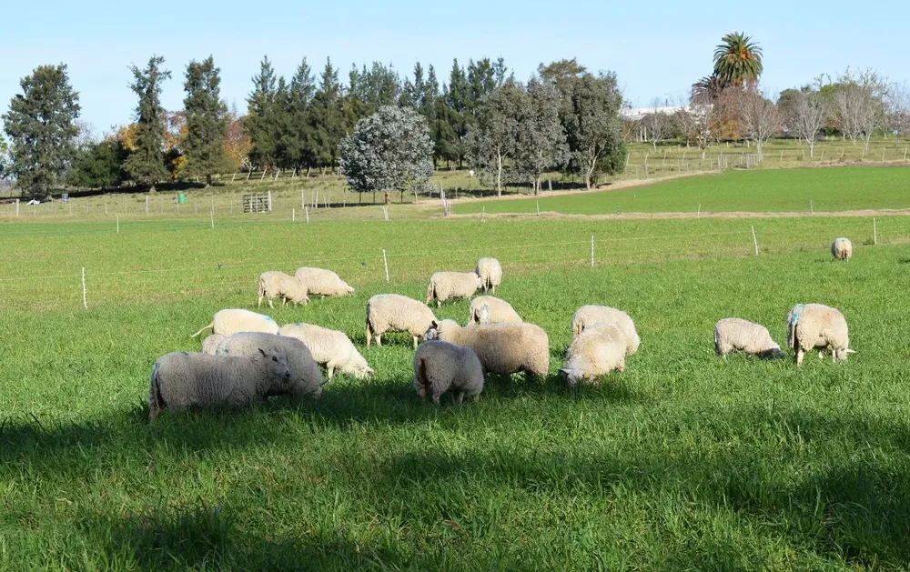 Predio de pequeño productor de ovinos, en Las Brujas.