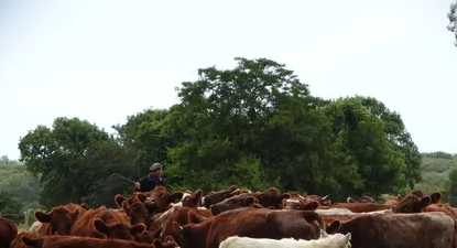 El Observador | 1604007940867.webp