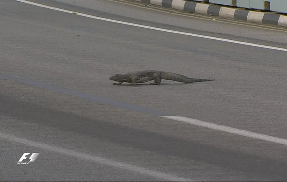 El reptil que asustó a Verstappen cruzando la pista de Singapur
