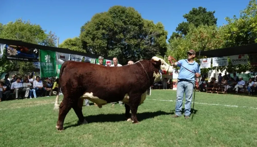 El mejor Hereford lo presentó Walter Romay Elorza