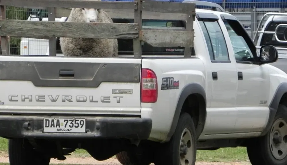 Las lluvias obligarán a los productores a reponer más carneros que de costumbre