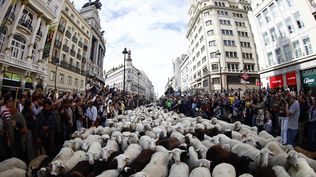Más de 1.100 ovejas recorren el centro de Madrid en la Fiesta de la Trashumancia 2025