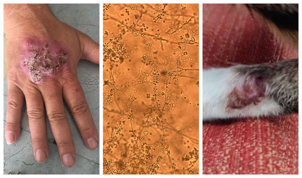 El Sporothrix brasiliensis visto en microscopio y su afectación a humanos y gatos