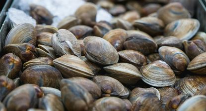 MGAP habilitó la extracción y consumo de moluscos bivalvos en Maldonado y Rocha.