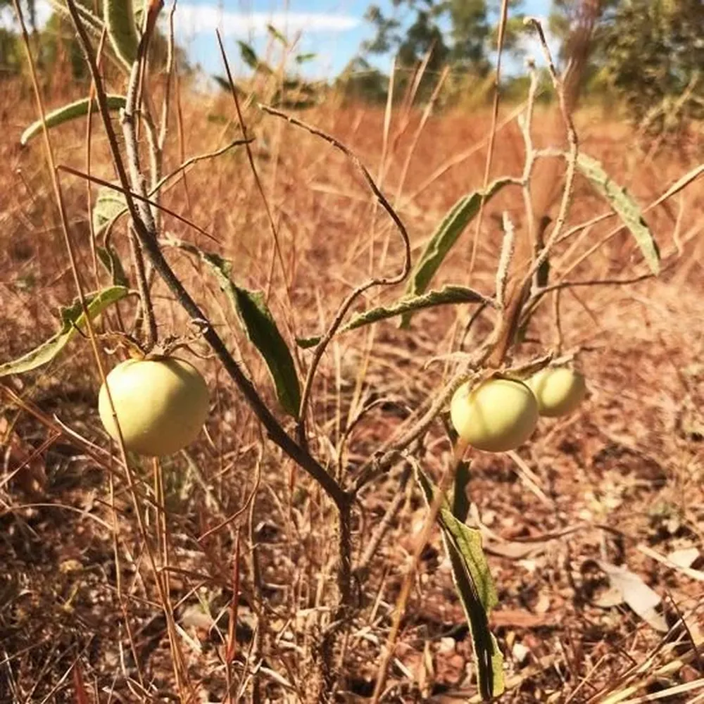 El increíble tomate de Australia que cambia de sexo y desconcierta a los  científicos