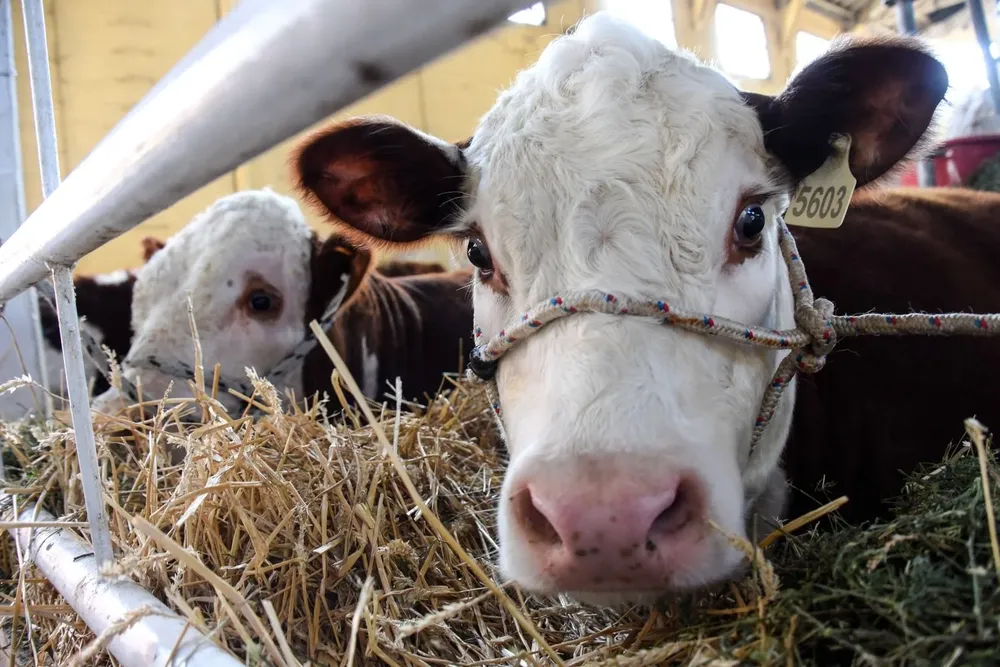 Vacunos, en los galpones de la Rural del Prado.