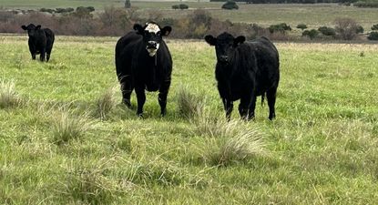 El origen de la carne uruguaya exportada con una certificación hasta ahora inédita.