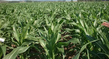 El Observador | 0009787167.webp