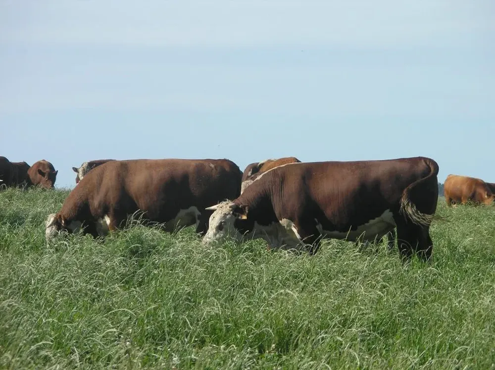 INIA extendió sugerencias sobre cómo proceder para evitar pérdidas.