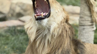 Salvan milagrosamente la vida de un león africano tras extraerle dos masas de plástico en un zoo de Almería Salvan milagrosamente la vida de un león africano tras extraerle dos masas de plástico en un zoo de Almería