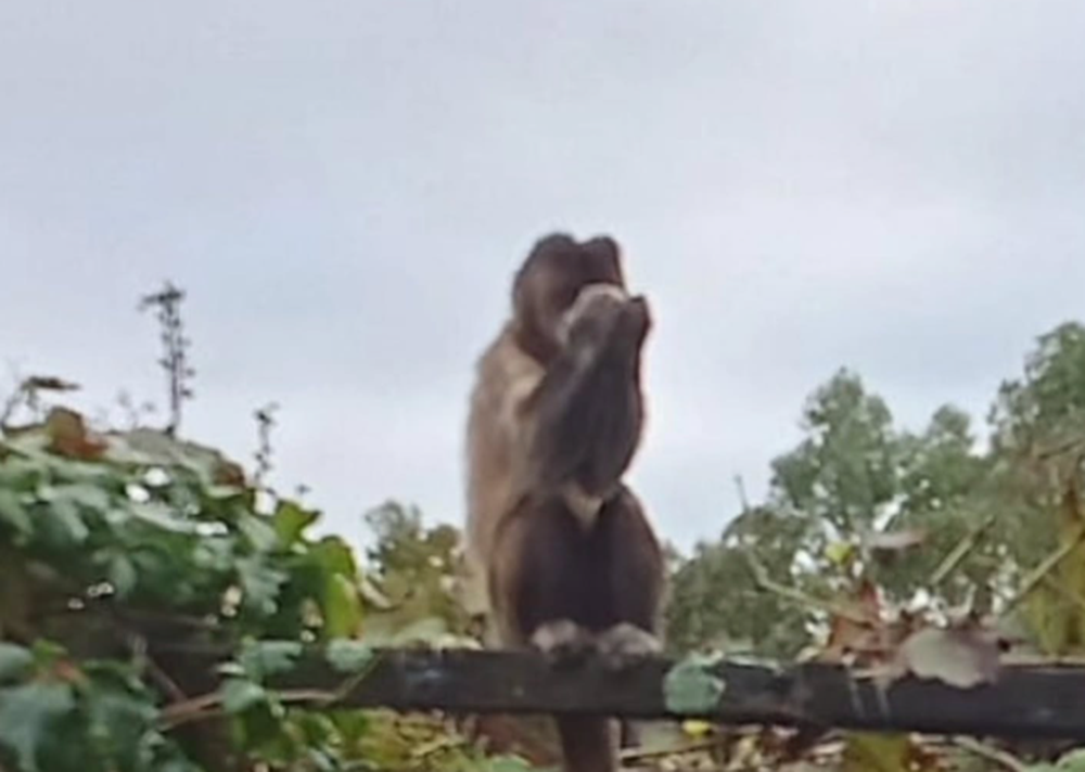 Captura de pantalla 2026-04-23 114403