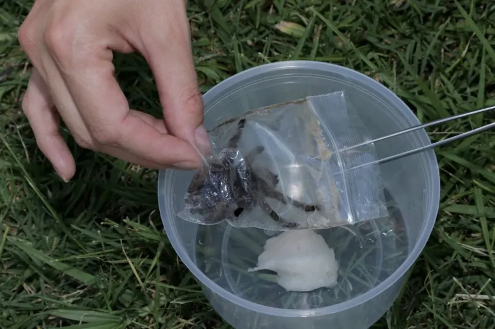 Ejemplar vivo extraído de una bolsa ziploc