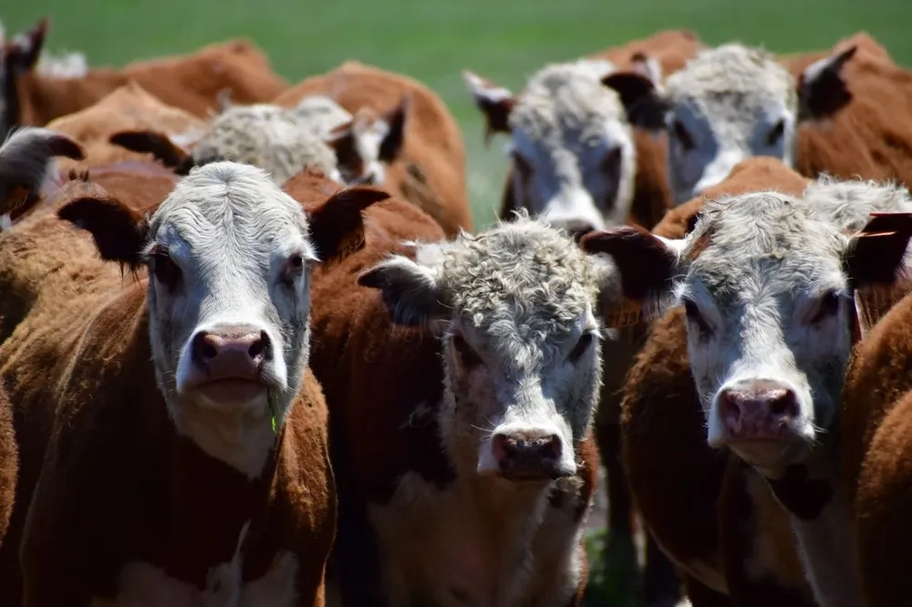 Bovinos de la raza Hereford.