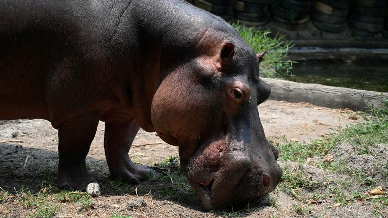 El multimillonario indio que se ofrece a salvar 80 hipopótamos de Pablo Escobar condenados a eutanasia en Colombia