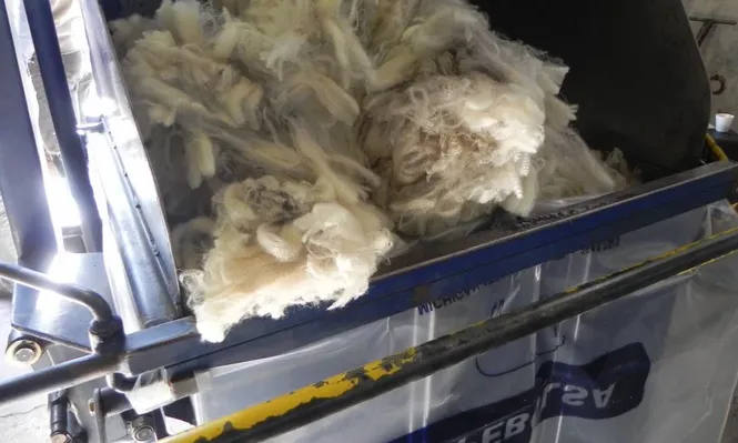 Precios internos en lanas tocaron un máximo en cuatro meses