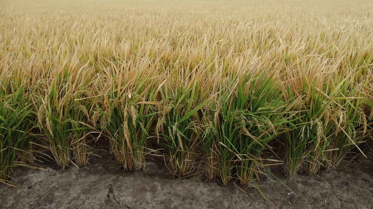 En el Parlamento se propuso que una ciudad del interior sea denominada Capital Nacional del Arroz