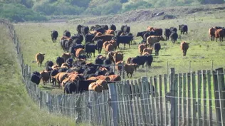 Rodeo vacuno Angus, en campos del centro de Uruguay.